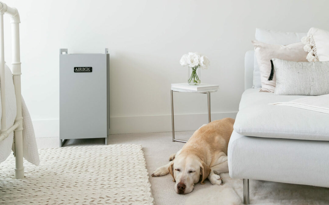 How Can You Improve  Your Indoor Air Quality?